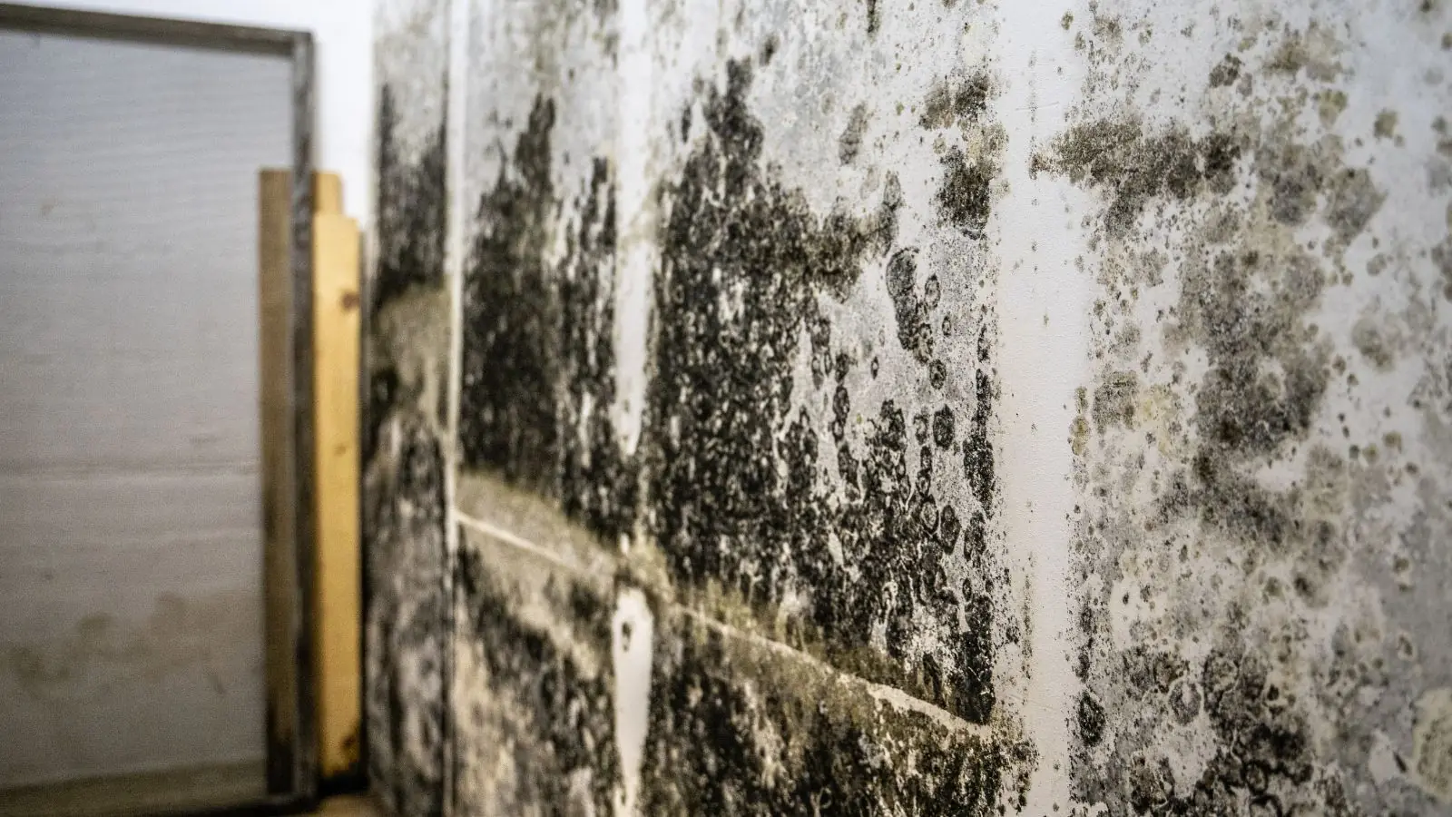 Dark mold growth spread across a masonry basement wall