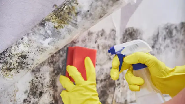 Gloved hands holding a sponge and spray bottle against a mold-covered wall
